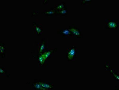 POLE Antibody