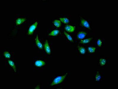 POLI Antibody