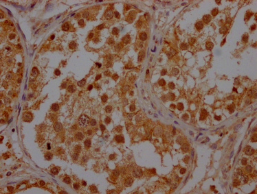 POLR2A Antibody