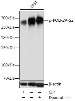 POLR2A (Phospho-S2) antibody