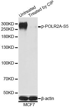POLR2A (Phospho-S5) antibody