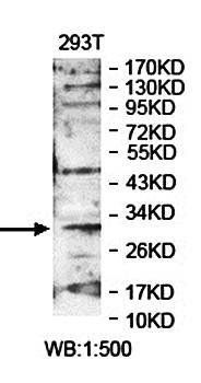 POLR2C Rabbit Polyclonal Antibody