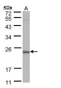 RNA polymerase II subunit G Antibody