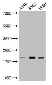 POLR2G Antibody