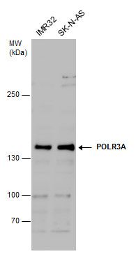 RNA polymerase III subunit A Antibody