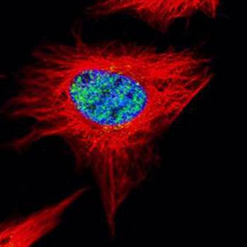 POLR3A antibody