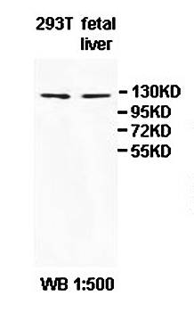 POLR3B Rabbit Polyclonal Antibody