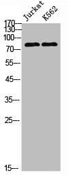 POLR3E Antibody