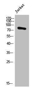 POLR3E Antibody
