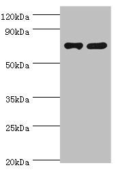 Poly(A)-specific ribonuclease PARN antibody
