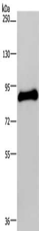 POMT1 Antibody