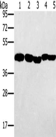 PON1 antibody