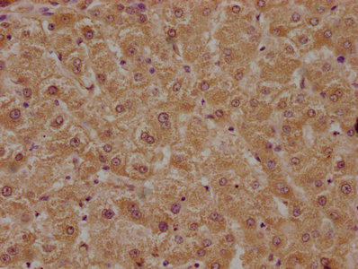 PON1 Antibody
