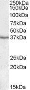 Goat anti-PON1 / paraoxonase 1 Antibody
