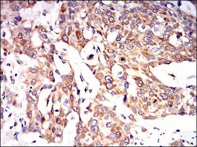 PON1 Antibody