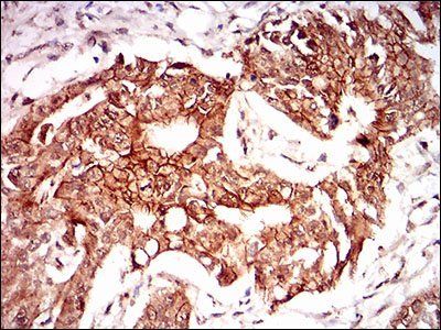 PON1 Antibody