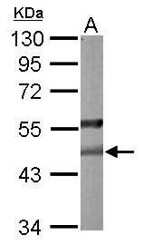 PON2 antibody