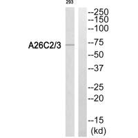 POTEG/POTEH Antibody