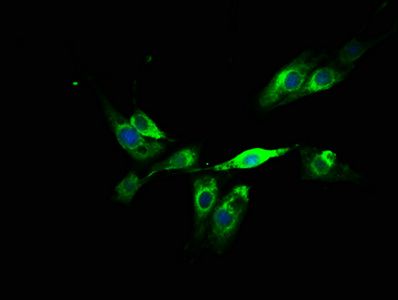 POU domain, class 5, transcription factor 1 antibody