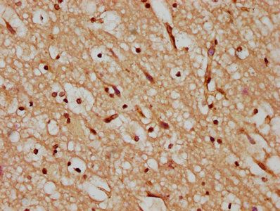 POU5F1 Antibody