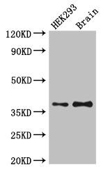 POU domain, class 5, transcription factor 1 antibody