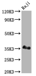 POU2AF1 antibody