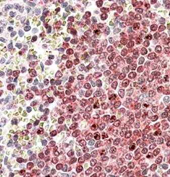 Goat anti-POU2AF1 Antibody