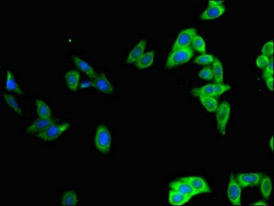 POU2F2 antibody