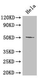 POU2F2 antibody