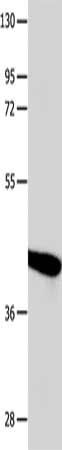 POU2F2 Antibody