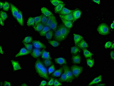 POU4F1 Antibody