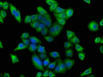 POU4F1 antibody