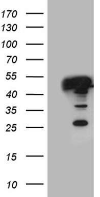 POU4F3 Antibody
