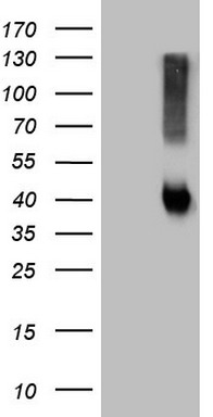 POU4F3 Antibody