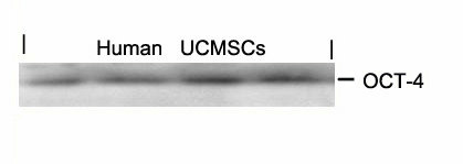 POU5F1 Antibody