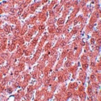 POU5F1 Rabbit Polyclonal Antibody
