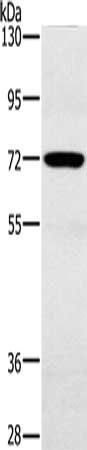 POU6F2 Antibody