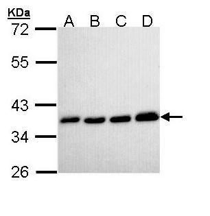 pyrophosphatase (inorganic) 1 Antibody