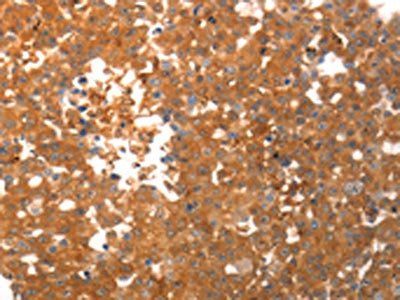 PPAP2C Antibody