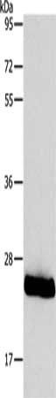 PPAP2C Antibody
