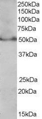 PPAR delta (Isoform 1) Antibody