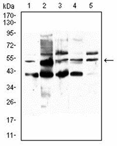 PPARA Antibody