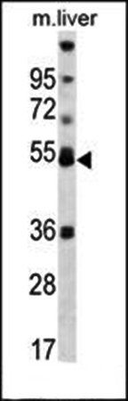 PPARA antibody