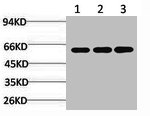 PPARG Antibody