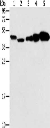 PPAT antibody