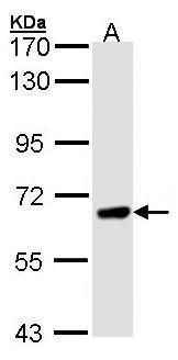 RPB2 antibody [N1], N-term