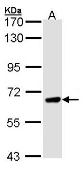 PPEF-1 Rabbit Polyclonal Antibody