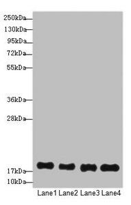 PPIAL4G antibody