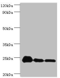 PPIB Antibody