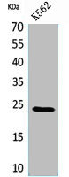 PPIB Antibody